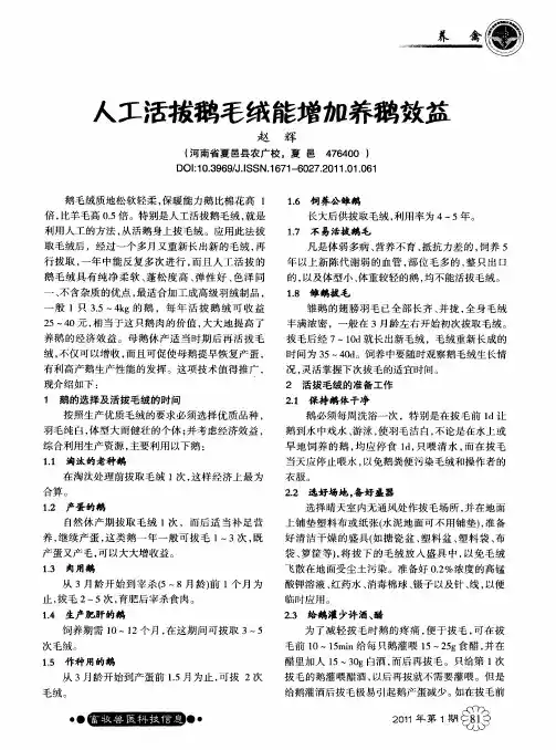 人工活拔鹅毛绒能增加养鹅效益