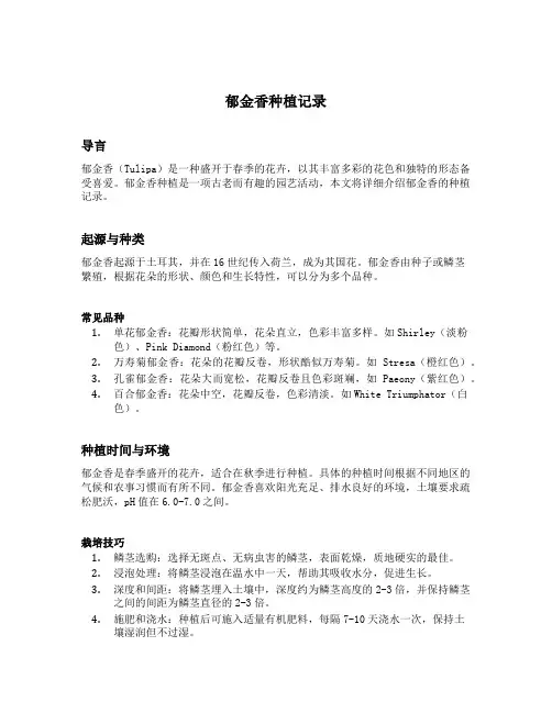 郁金香种植记录