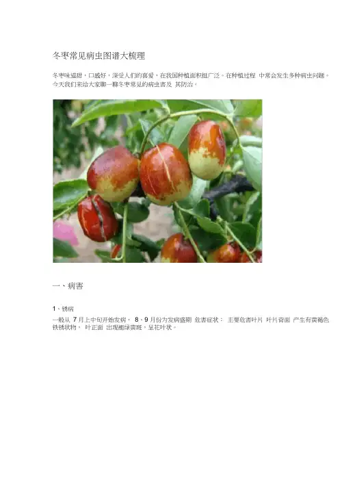 冬枣常见病虫图谱大梳理