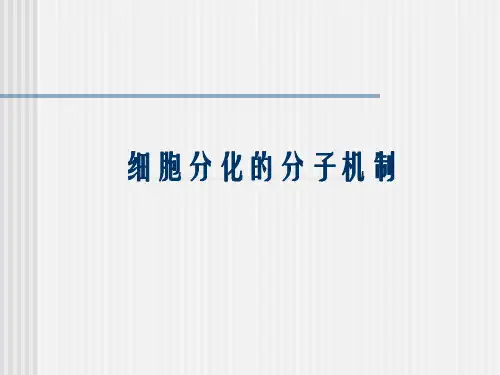 细胞分化的分子机制