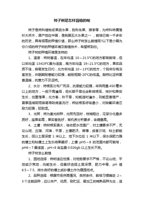 柿子树是怎样栽植的呢