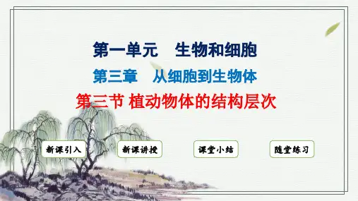 植物体的结构层次课件(共28张PPT)人教版生物七年级上册