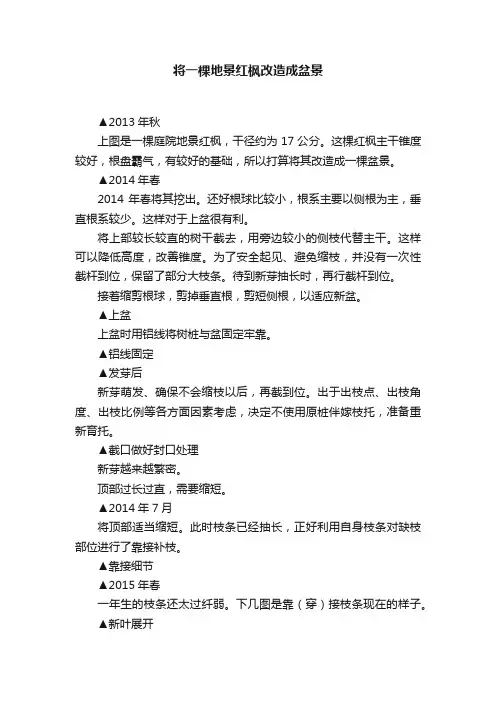将一棵地景红枫改造成盆景