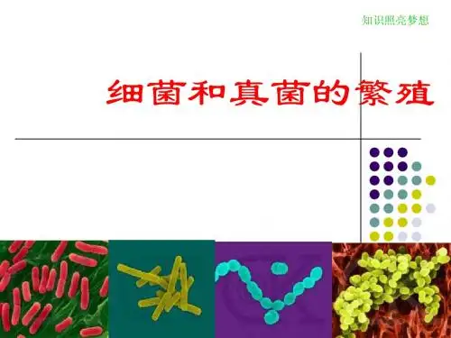 1.6细菌和真菌的繁殖新