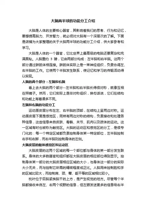 大脑两半球的功能分工介绍