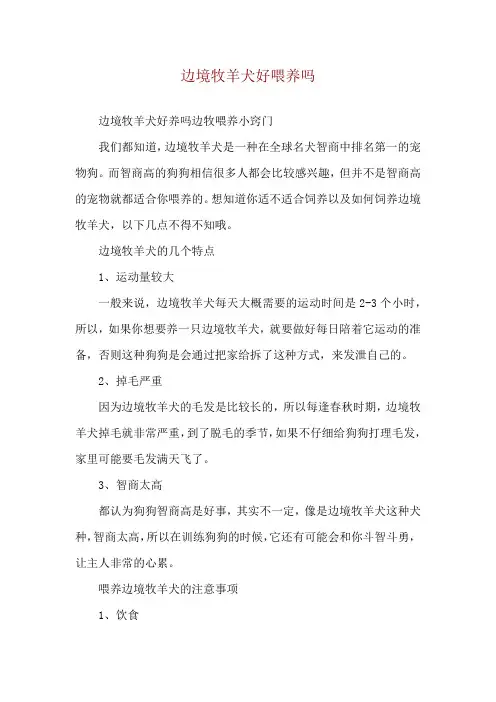 边境牧羊犬好喂养吗
