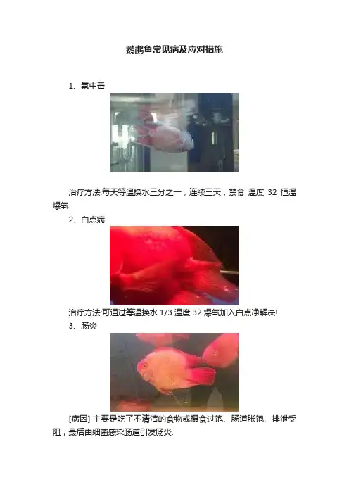 鹦鹉鱼常见病及应对措施