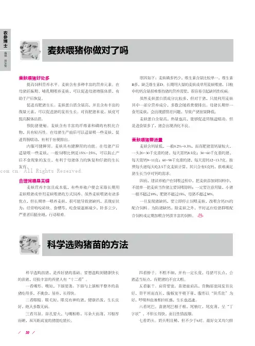 麦麸喂猪你做对了吗