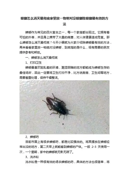 蟑螂怎么消灭最彻底家里放一物绝对没蟑螂除蟑螂最有效的方法
