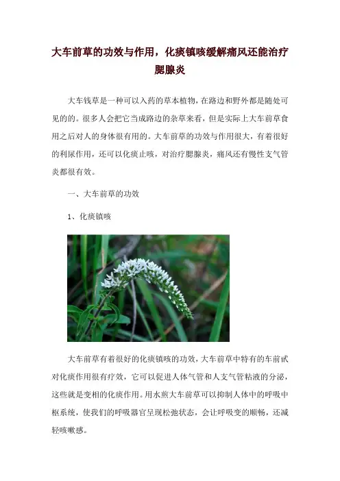 大车前草的功效与作用,化痰镇咳缓解痛风还能治疗腮腺炎