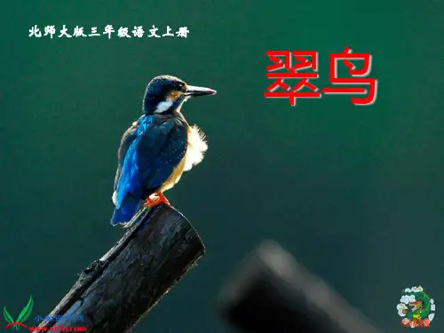 北师大版三年级语文上册《翠鸟》课件