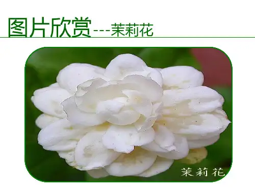 茉莉花六年级上册音乐人音版五线谱课件