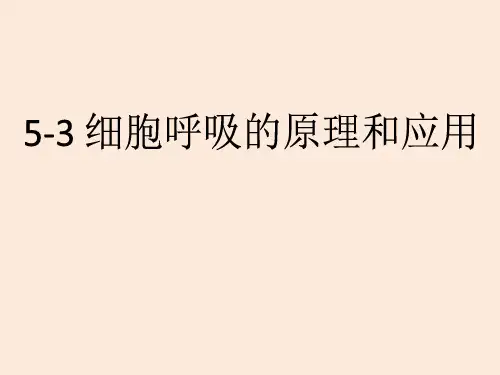 【高中生物】细胞呼吸的原理和应用课件 2022-2023学年高一上学期生物人教版必修1