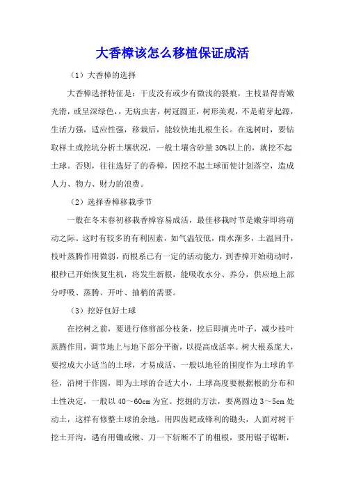 大香樟该怎么移植保证成活