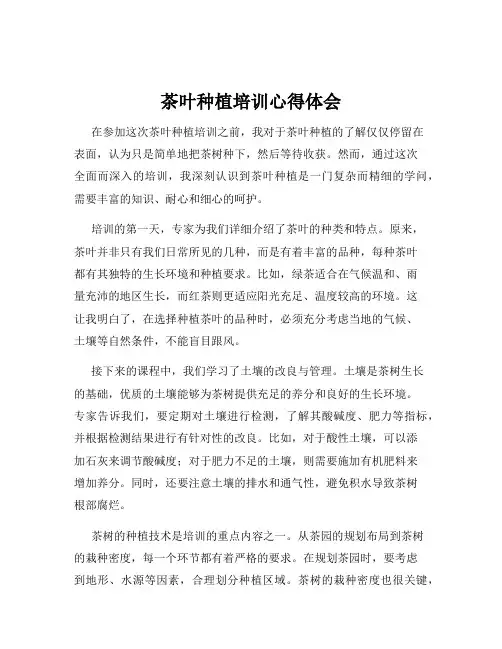 茶叶种植培训心得体会