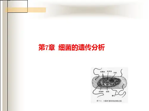 细菌的遗传分析