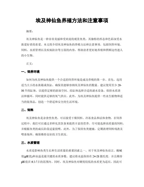 埃及神仙鱼养殖方法和注意事项