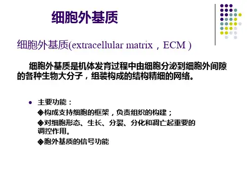 细胞外基质