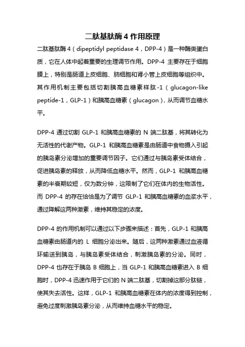 二肽基肽酶4作用原理