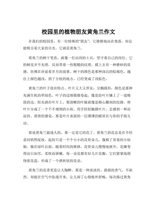 校园里的植物朋友黄角兰作文