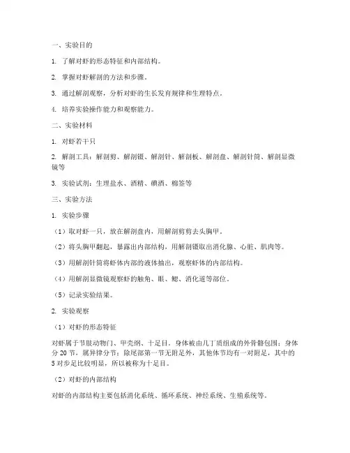 解剖对虾实验报告