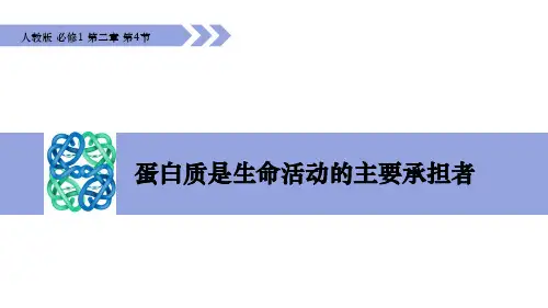 生物人教版(2019)必修1 2.4蛋白质是生命活动的主要承担者(共36张ppt)