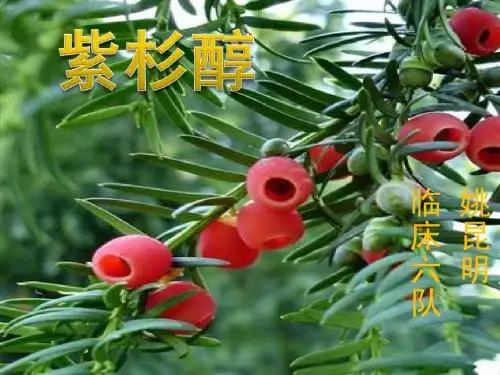 紫杉醇
