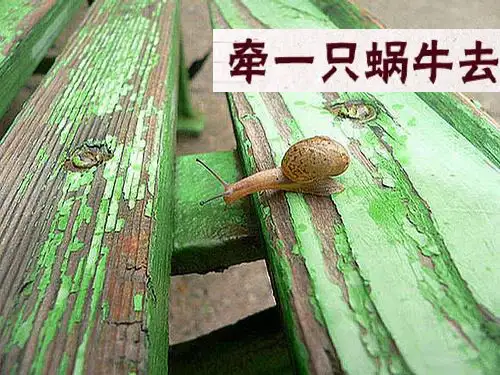 牵着蜗牛去散步——致幼儿园教师 ppt课件