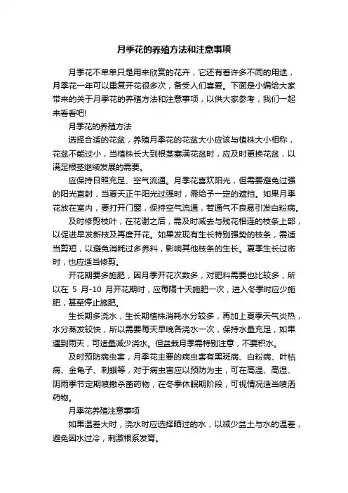 月季花的养殖方法和注意事项