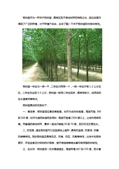 杨树苗的特点及好处