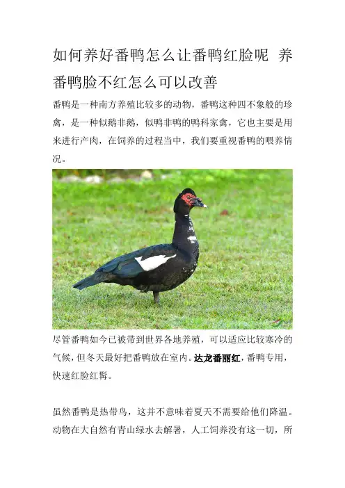 如何养好番鸭怎么让番鸭红脸呢养番鸭脸不红怎么可以改善