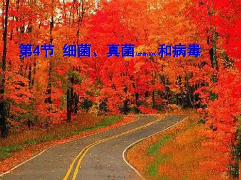 八年级生物下册《细菌、真菌和病毒》