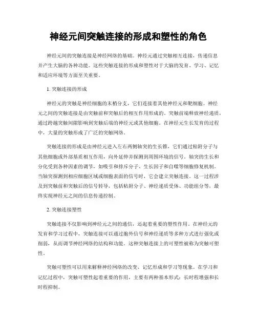 神经元间突触连接的形成和塑性的角色