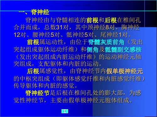 一脊神经的组成及分支二脑神经