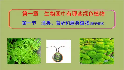 人教版七年级生物上册 第三单元第一章第一节 藻类、苔藓和蕨类植物(课件)