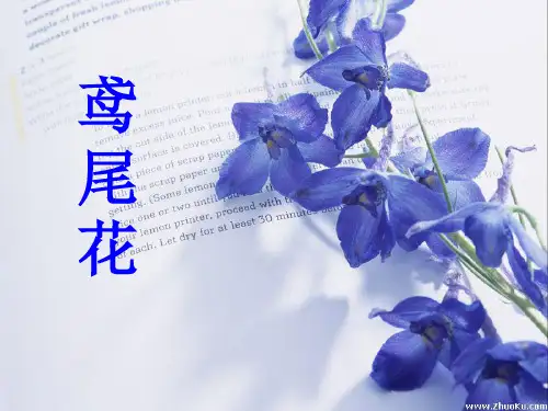 鸢尾花