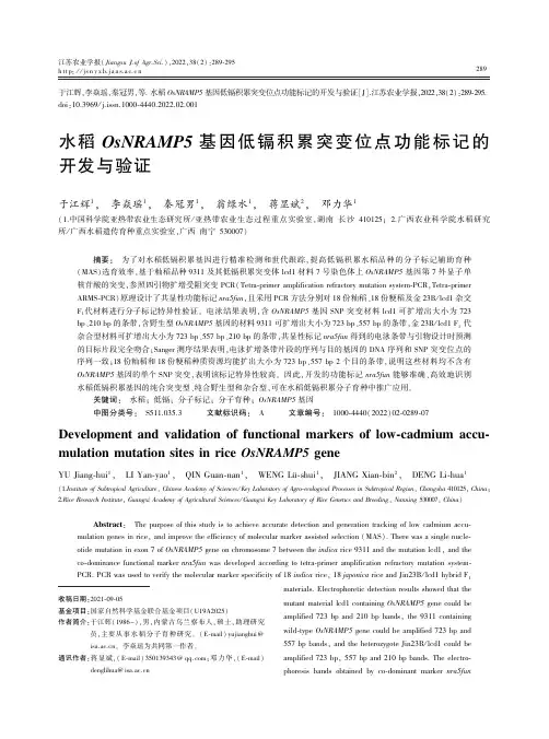 水稻OsNRAMP5基因低镉积累突变位点功能标记的开发与验证