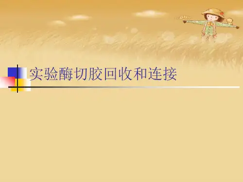 实验酶切胶回收和连接