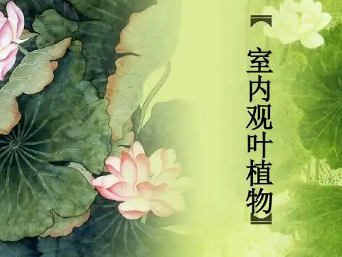室内观叶植物