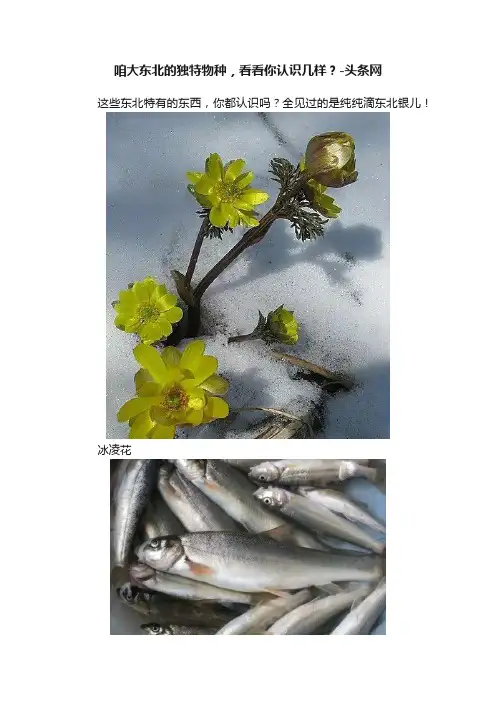 咱大东北的独特物种，看看你认识几样？-头条网