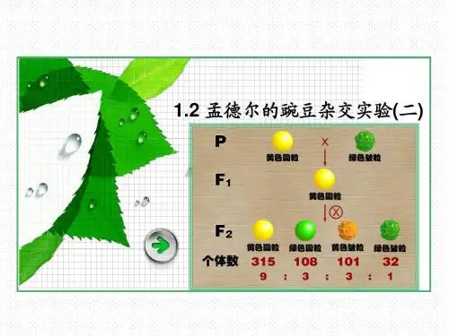 1.2 孟德尔的豌豆杂交实验(二)