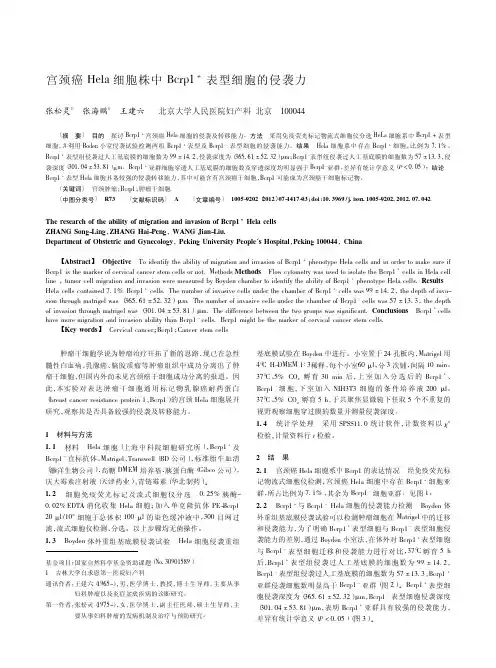 宫颈癌Hela细胞株中Bcrp1+表型细胞的侵袭力