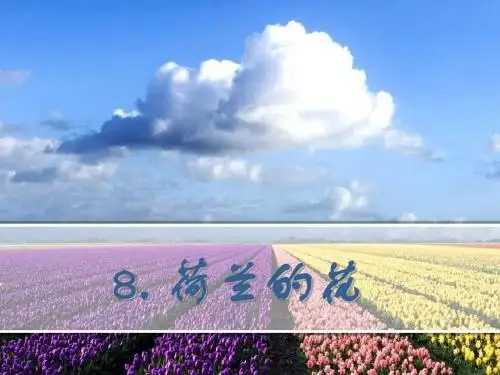 8、荷兰的花.  ppt