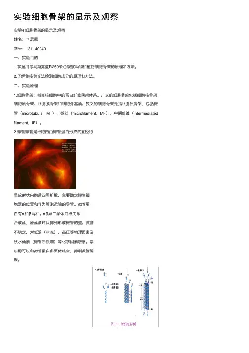 实验细胞骨架的显示及观察