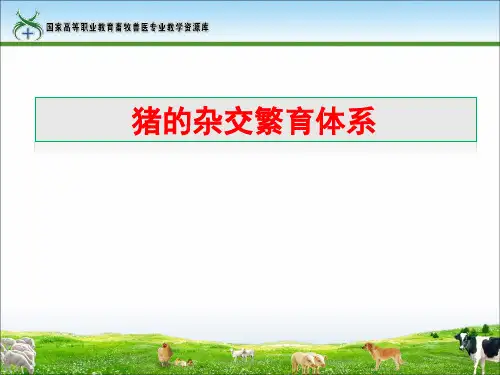 11猪的杂交繁育体系