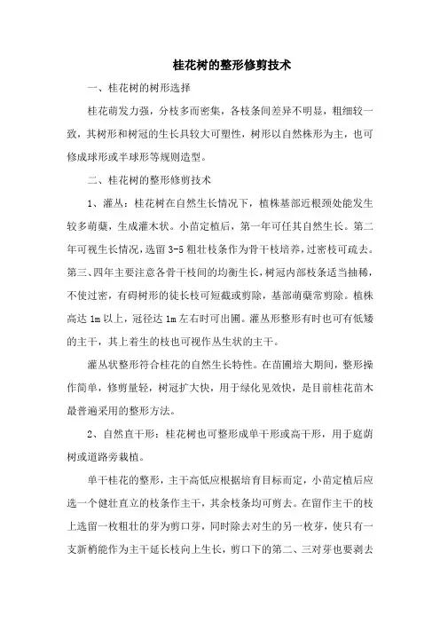 桂花树的整形修剪技术