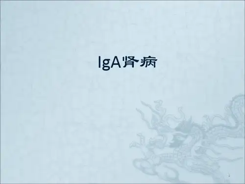 IgA肾病解读ppt课件