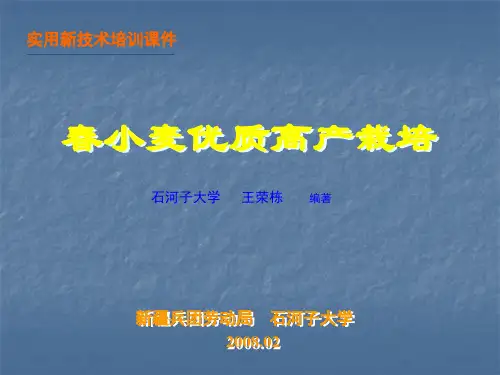 春小麦优质高产栽培-石河子大学