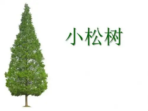 【小学课件】《小松树》优质PPT课件2