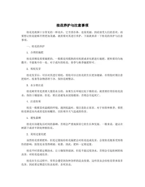 桂花养护与注意事项